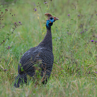 Soysambu - Helmeted guineafowl